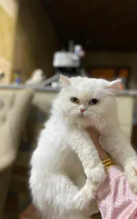 گربه پرشین ماده اماده جفت