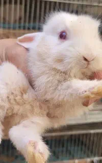 بچه خرگوش های خوشگل و بامزه