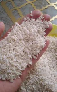 برنج و نیم برنج طارم هاشمی
