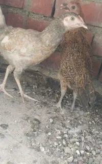 جوجه محلی