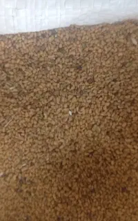 بذر یونجه