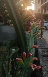 گل کاکتوس
