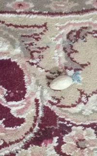 مهره اصل