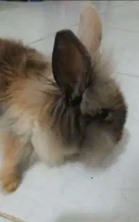 توله خرگوش جرسی کارامل و یک پشمالو معمولی