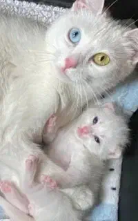 بچه گربه ۸۰۰ هزار تومان