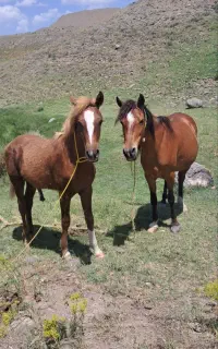 اسب مادیان وکره نریان
