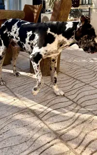 واگذاری