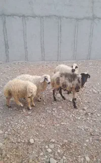 بره نر