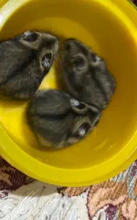 همستر گوگولی