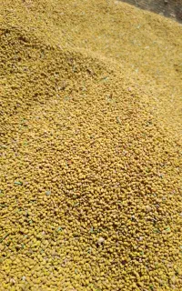 بذر یونجه محلی