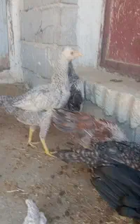 جوجه مرغ خلنگ