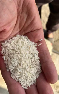 برنج هاشمی درجه۱ گیلان
