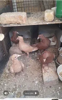 کرمانی کاکلی درشت پلاکی روجوجه