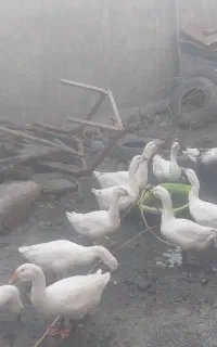 قو غاز و غاز درشت با بهترین خوراک
