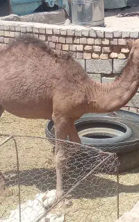 شتر