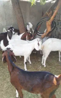 فروش