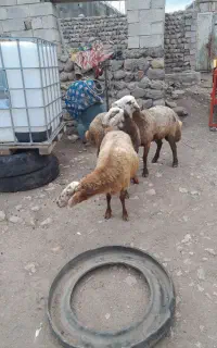 گوسفند