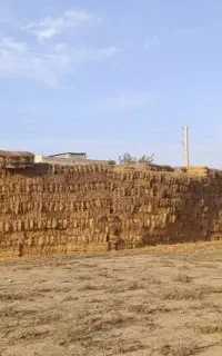پرس کاه گندم خشک وزن بالا10هزارتا