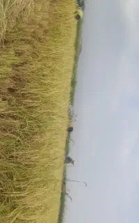 بذر شالی ندا 4 کیسه موجود پاکوتاه