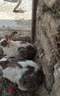 یک جفت خرگوش خوب