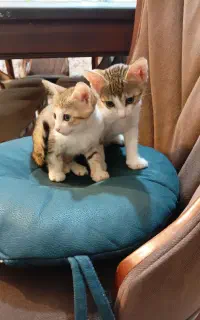 واگذاری گربه dsh
