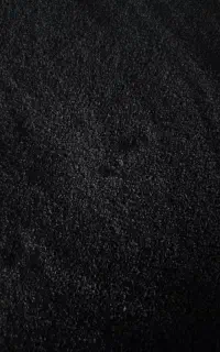 فروش بذر پیاز مینروا آرژانتینی دستگیری