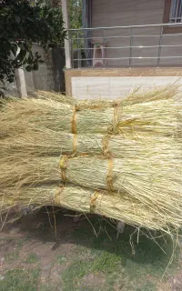 کلوش تازه وسفید وخشک