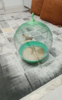 قفس پرنده