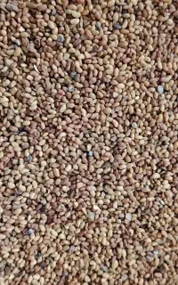 بذر یونجه