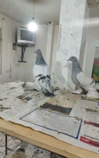 لوتی و ککلی ایاغلی