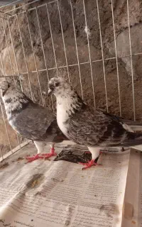 کبوتر کبوتر