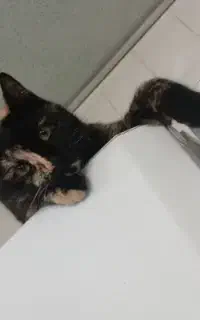 گربه