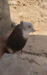 کبوتر