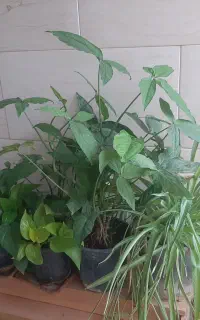 گل آپارتمانی