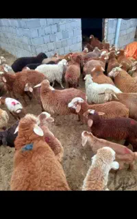 مرکز فروش گوسفند زنده بره  نذر.عقیقه با ذبح رایگان