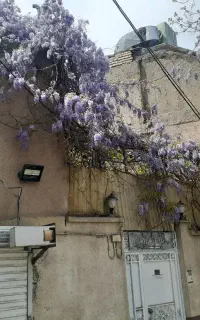 گل رونده گلیسین ورونده اناری