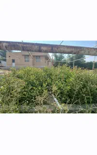 فروش نهال اوکالیپتوس و خرنوب