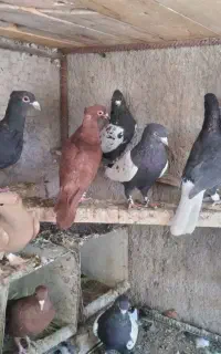 کفتر