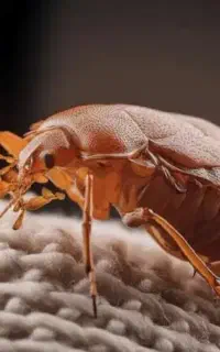 سم پاشی ساس،سوسک کابینتی ،سم پاشی موریانه،موش