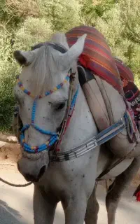 اسب سواری باری