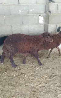 سه تا بره دو تا قرمز ماده مشکی نر