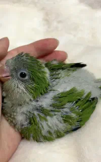 راهب  آبی و سبز استانه اشرفیه