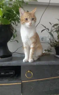 اشغال گوشت چرخی مخصوص گربه