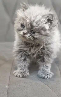 بچه گربه پرشین بلو