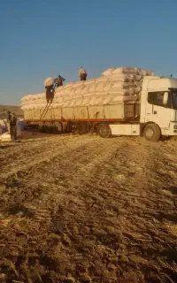 کاه دیم گندم اسنم