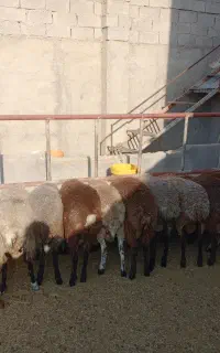 بره نر پای پروار سبک