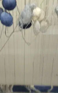 فروش دار قالی