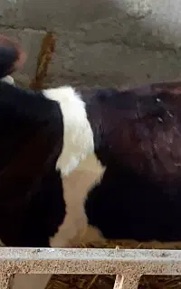 ۲راس گوساله ماده (صنعتی)