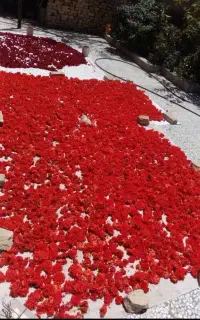 فروش گل انار فارسی قیمت توافقی
