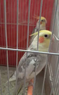 عروس هلندی